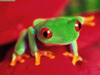 eating frogs