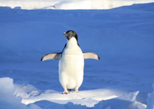 blue penguin