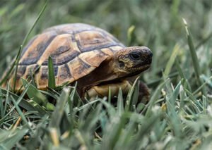carapace
