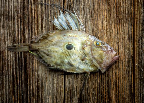 John Dory