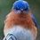 Dangling participles and other jokes of grammar…