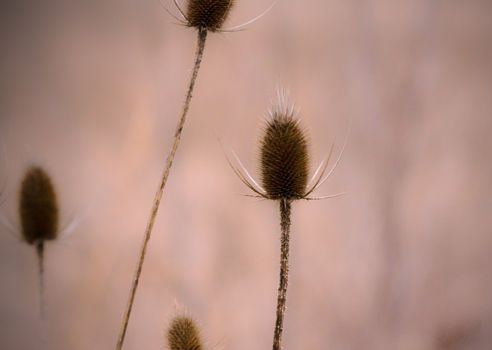 teasel