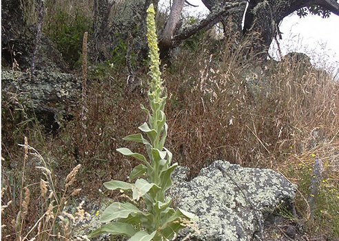 mullein