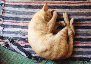 benefit from napping