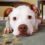 The dog can wait: how to write when you’re being interrupted