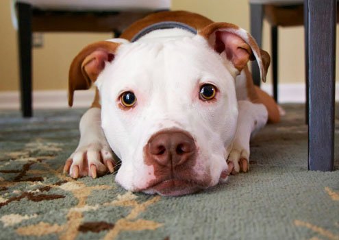 The dog can wait: how to write when you’re being interrupted